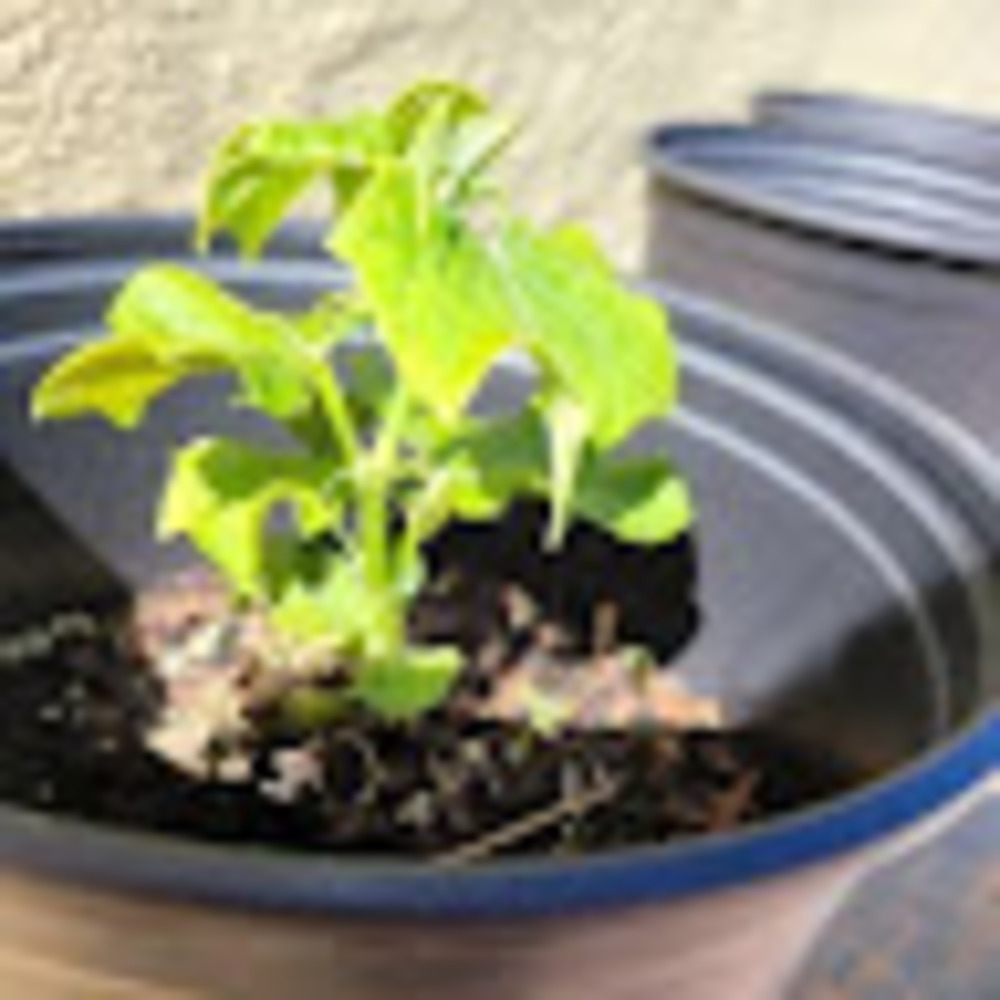 Meet your Posher, Jacqueline